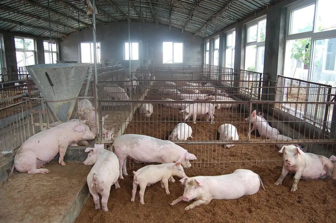 動物無害化處理廠，惡臭異味危害大，<a href='/' style='color: blue;' target='_blank'>工業(yè)除臭劑</a>起作用！.jpg